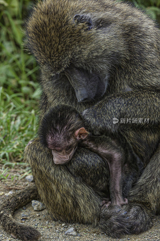 橄榄狒狒(Papio anubis)，又称阿努比斯狒狒，是旧大陆猴科的一员。纳库鲁湖国家公园，肯尼亚。母亲在给小婴儿梳洗。